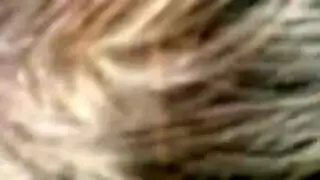 جنس حقل مزرعة صريح: فتاة مثيرة تمص ثم يُدمر مهبلها الضيق